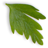 mint ingredient